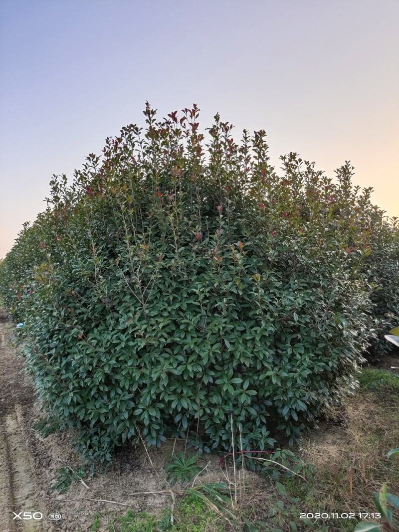 河南南阳大量供应，精品1.5-4米冠红叶石楠球
