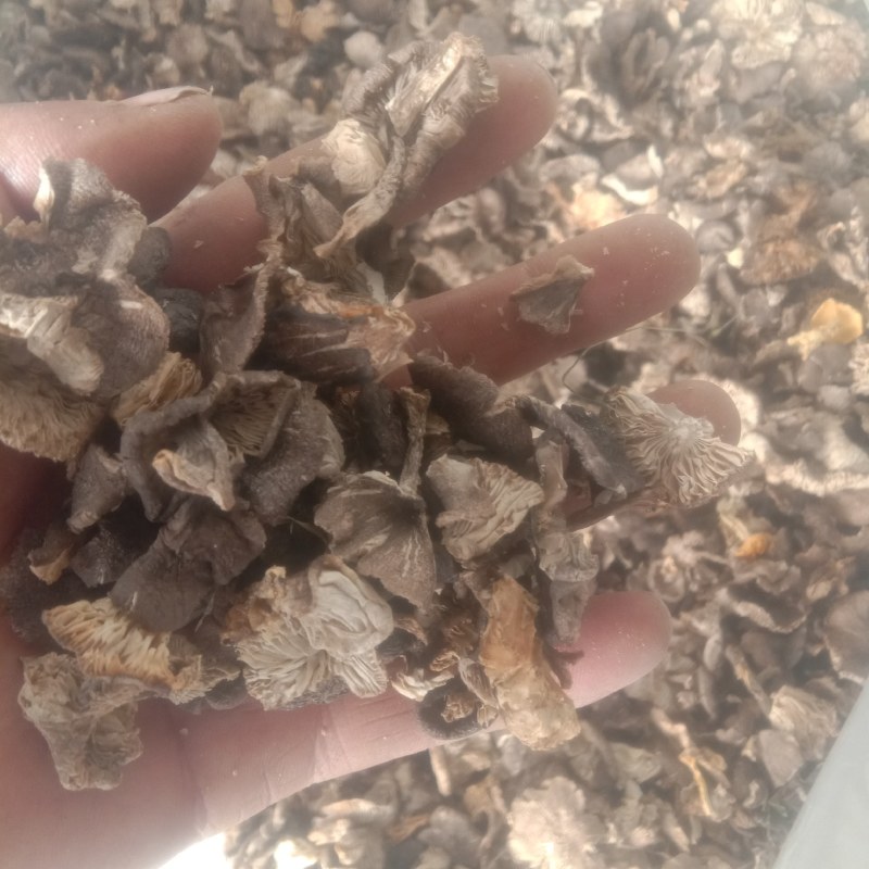 小黄蘑，小灰蘑，小喇叭蘑，承德特产，各种小杂蘑，一手货源