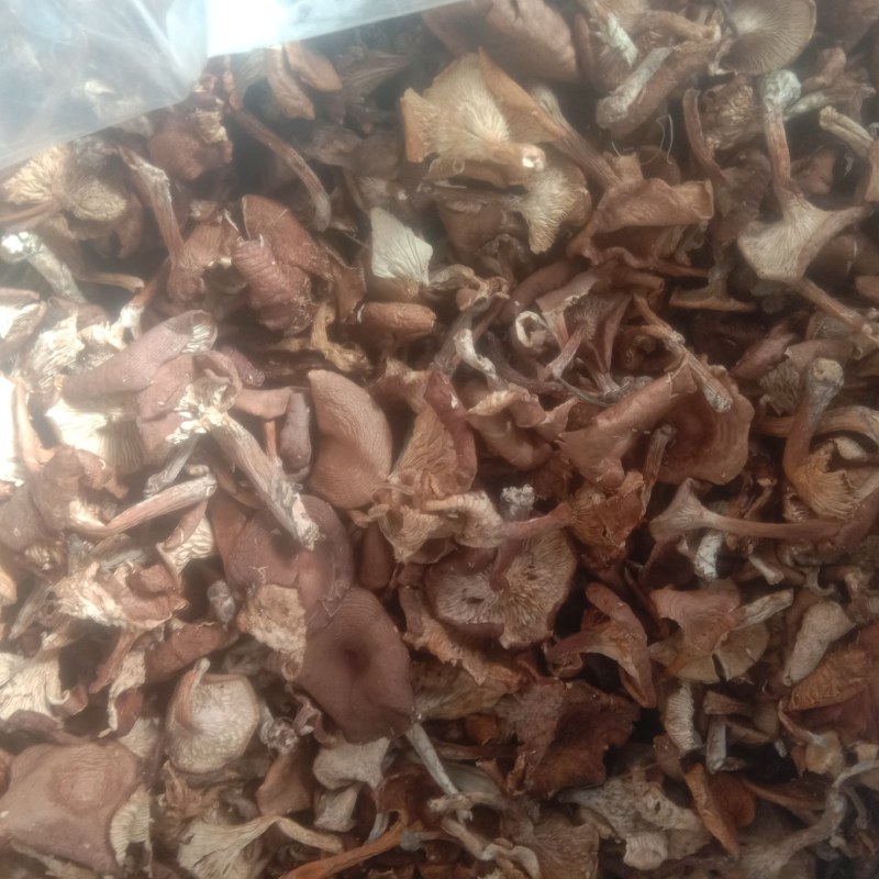 小黄蘑，小灰蘑，小喇叭蘑，承德特产，各种小杂蘑，一手货源