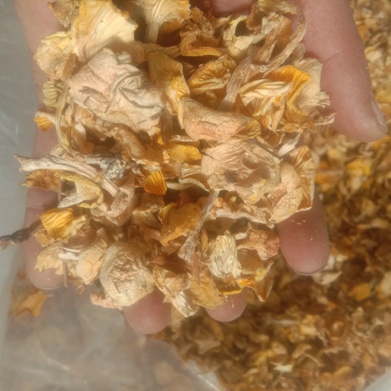 小黄蘑，小灰蘑，小喇叭蘑，承德特产，各种小杂蘑，一手货源