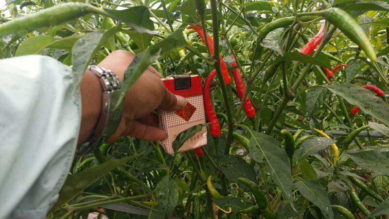 小米椒，大量上市，欢迎来电洽谈