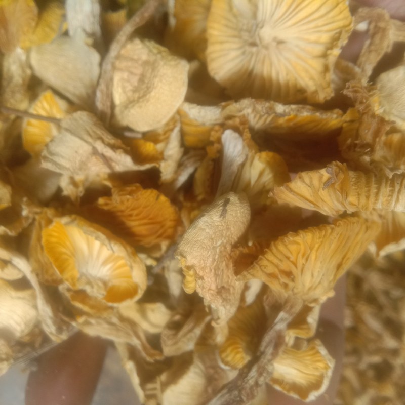 小黄蘑，小灰蘑，小喇叭蘑，承德特产，各种小杂蘑，一手货源