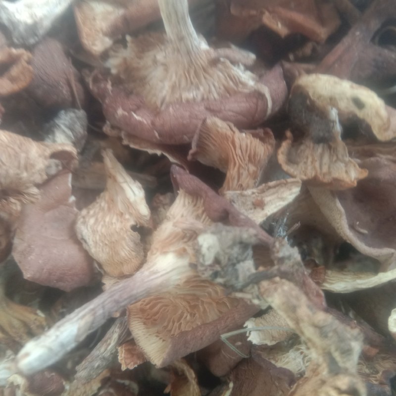 小黄蘑，小灰蘑，小喇叭蘑，承德特产，各种小杂蘑，一手货源