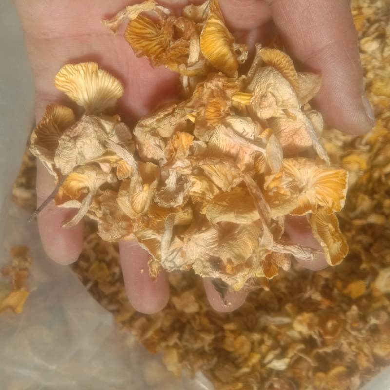 小黄蘑，小灰蘑，小喇叭蘑，承德特产，各种小杂蘑，一手货源