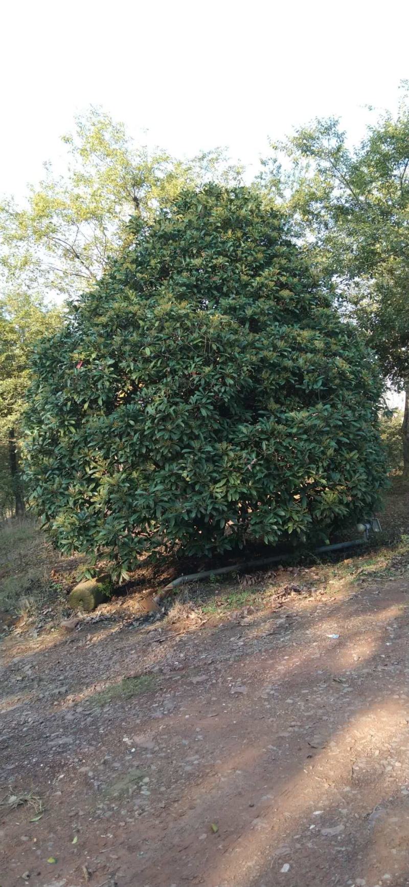 河南南阳大量供应精品2～-6米中华老石楠
