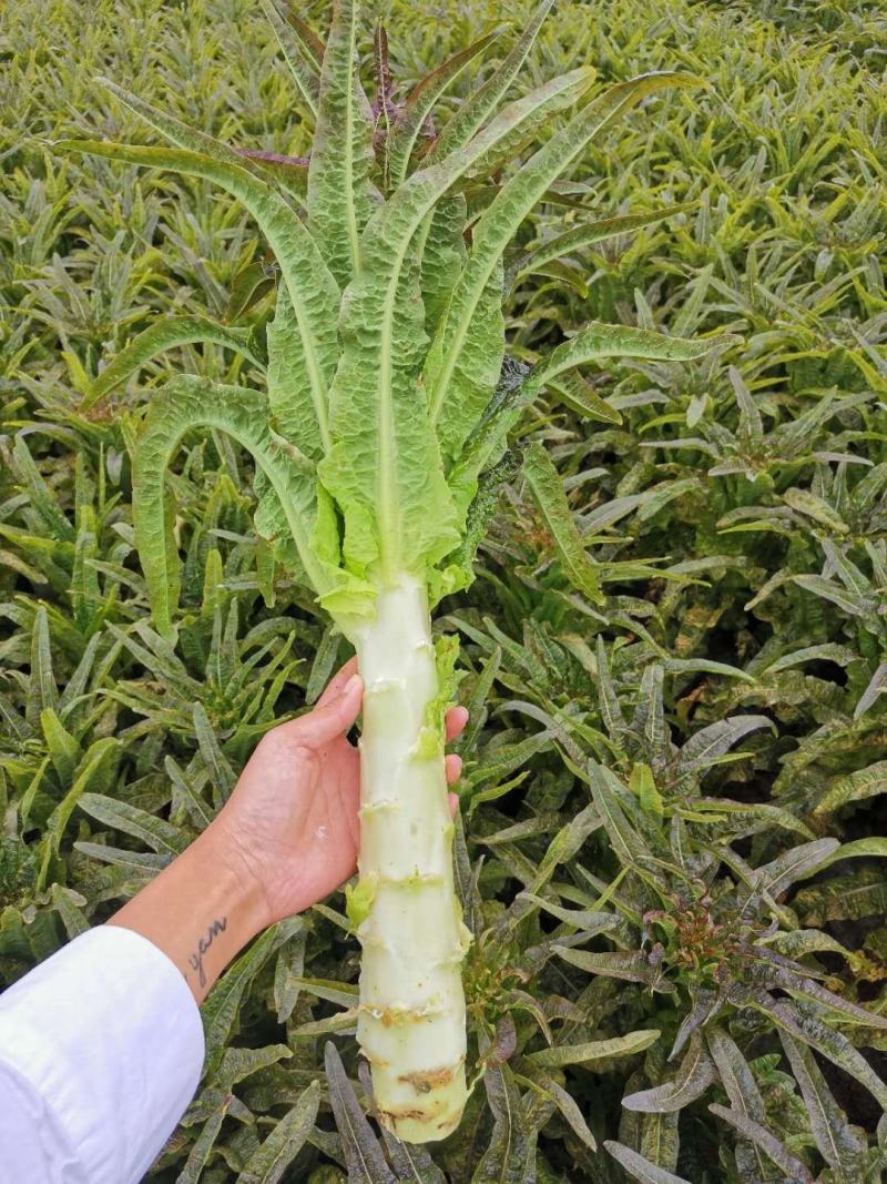 云南精品紫叶莴笋光杆大量上市中有需要的老板欢迎前来联系