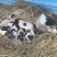 长期出售自家散养巴马香猪、陆川猪种苗（散养的抵抗能力强）