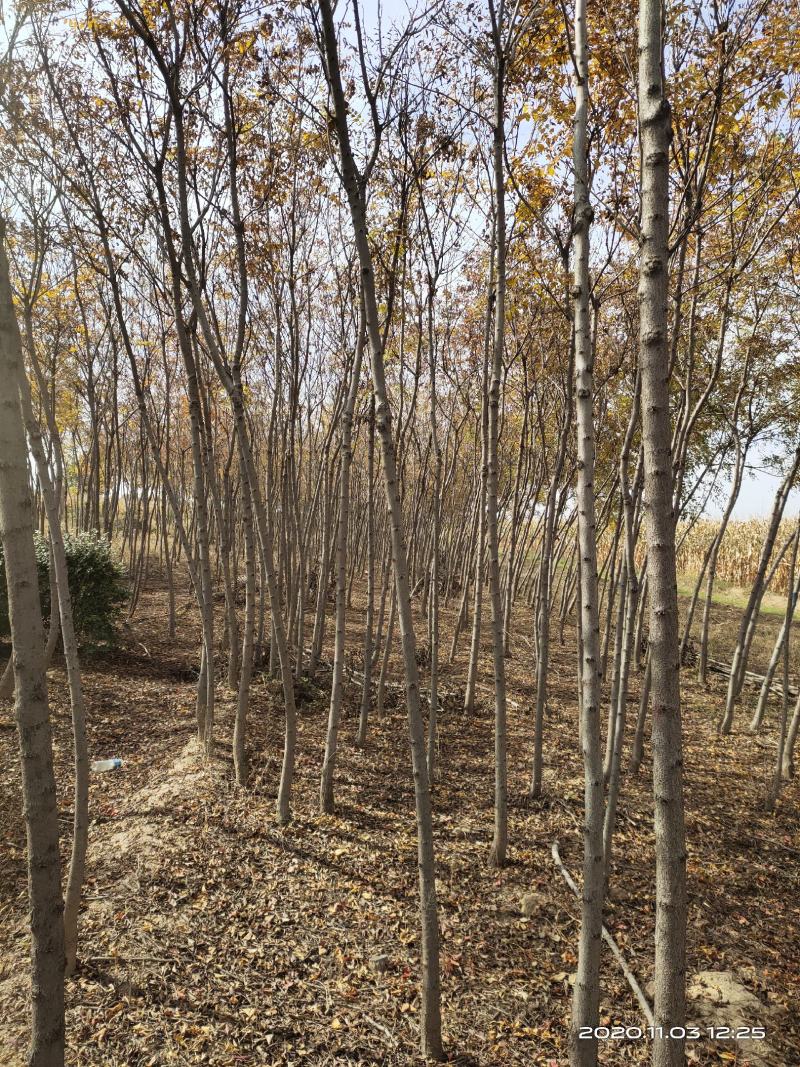 山西运城北栾树2公分3公分4公分5公分自产自销
