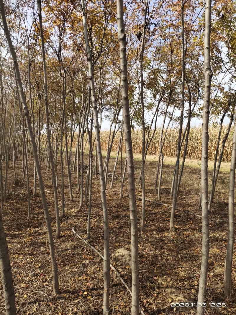 山西运城北栾树2公分3公分4公分5公分自产自销
