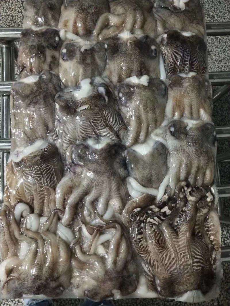 北海特产，鱿鱼头，个头大，味道正，