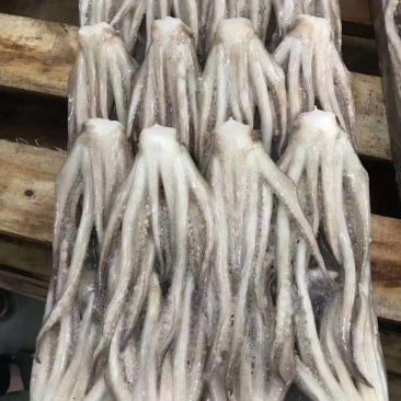 北海特产，鱿鱼头，个头大，味道正，