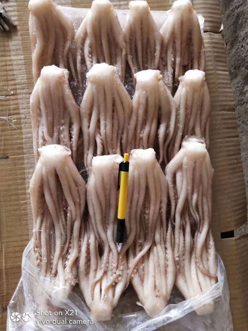 北海特产，鱿鱼头，个头大，味道正，