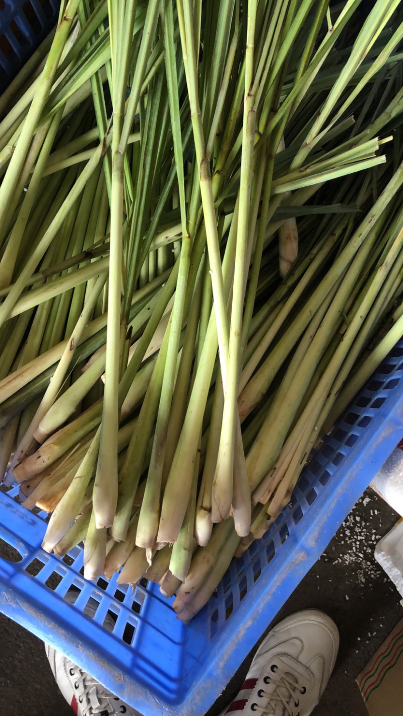 香茅全年稳定基地直采