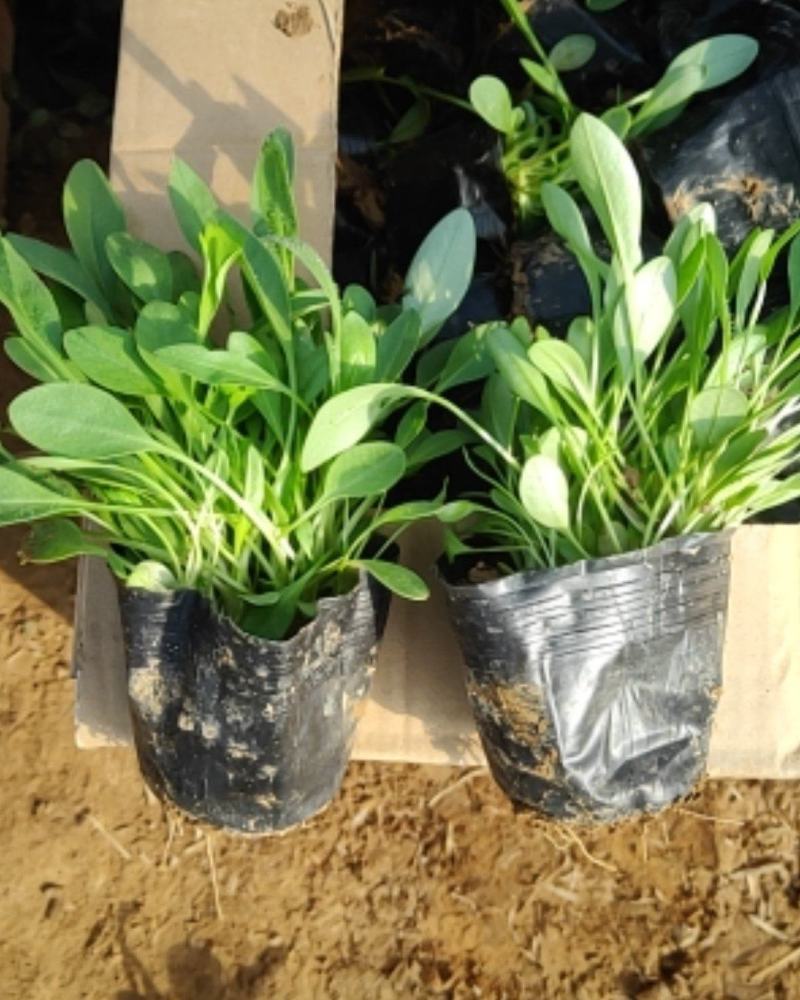 金鸡菊，大花金鸡菊，上盆金鸡菊，金鸡菊杯苗