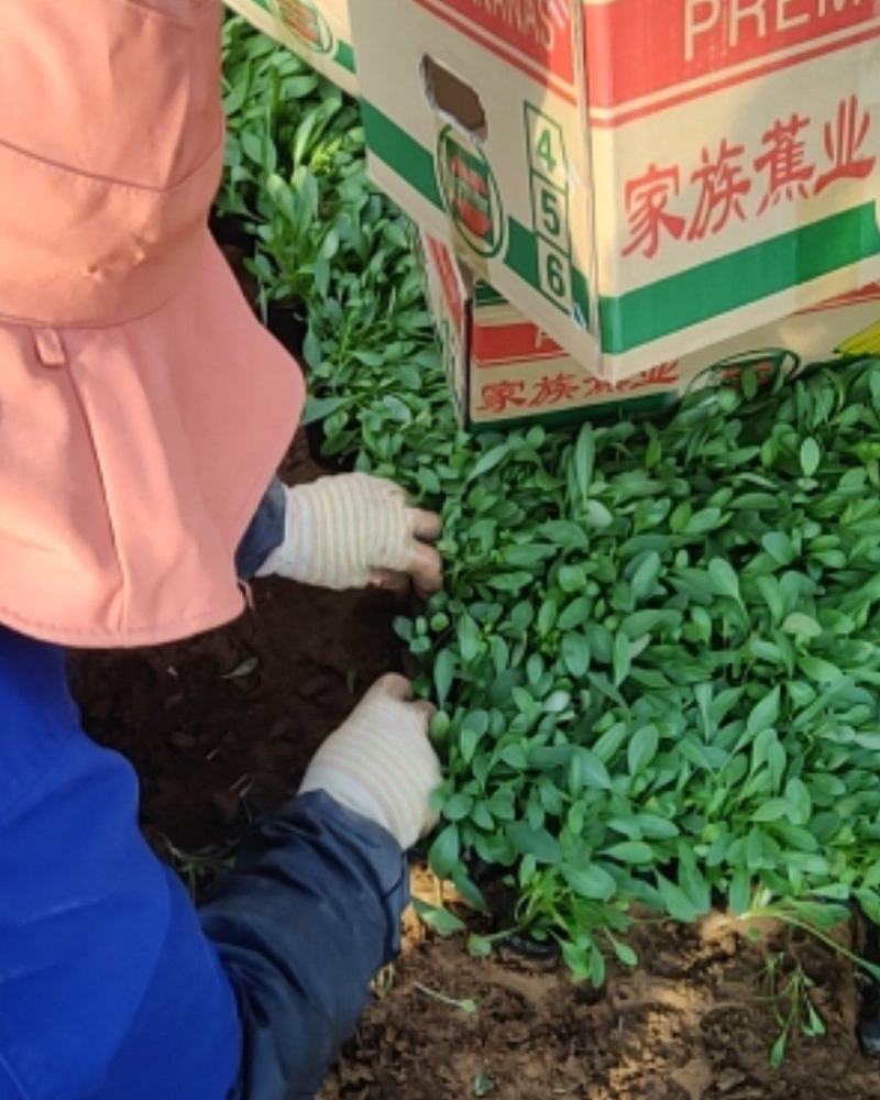金鸡菊，大花金鸡菊，上盆金鸡菊，金鸡菊杯苗
