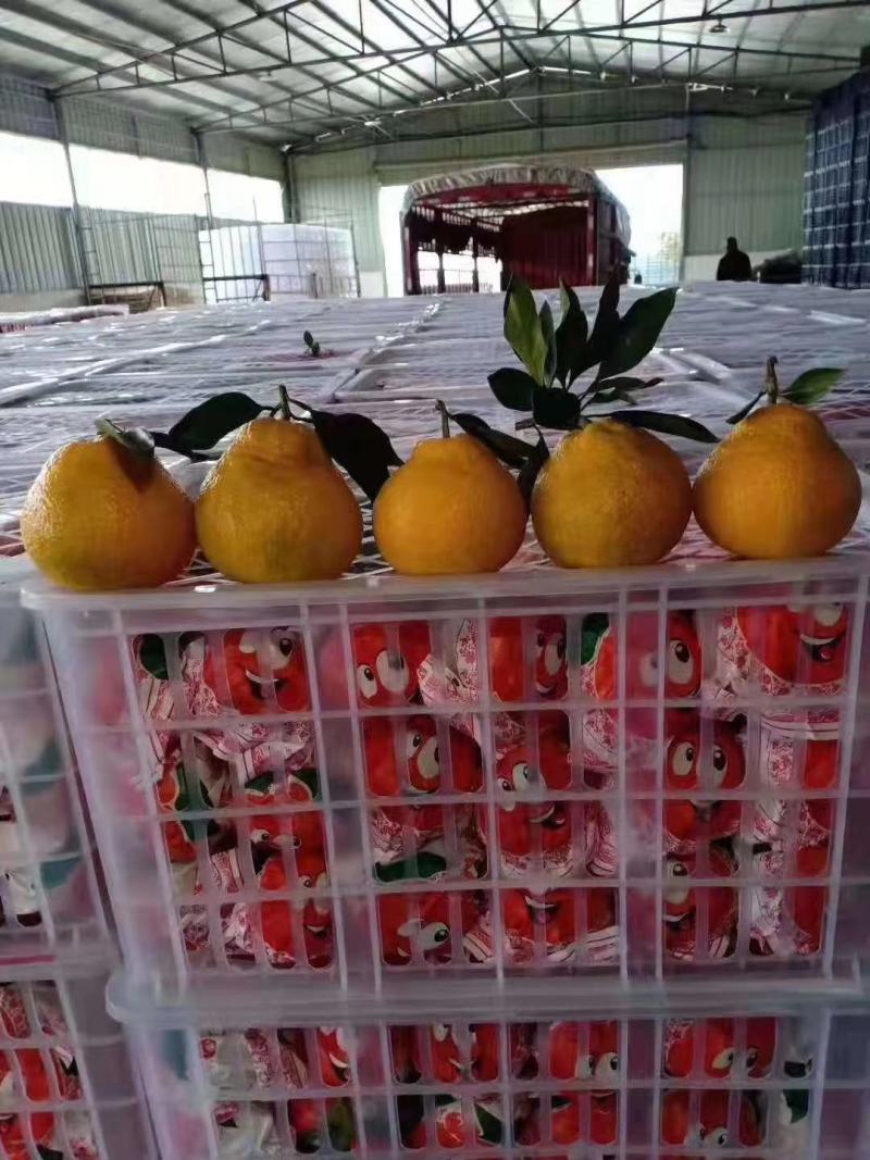 丑八橘/不知火/耙耙柑/大量供应农一手好货