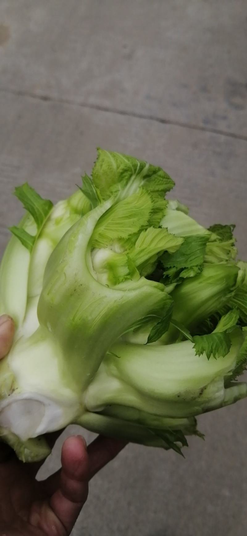 基地直供，乖娃娃，儿菜价格美丽，量大从优
