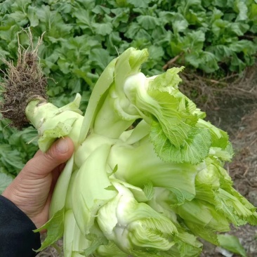 基地直供，乖娃娃，儿菜价格美丽，量大从优