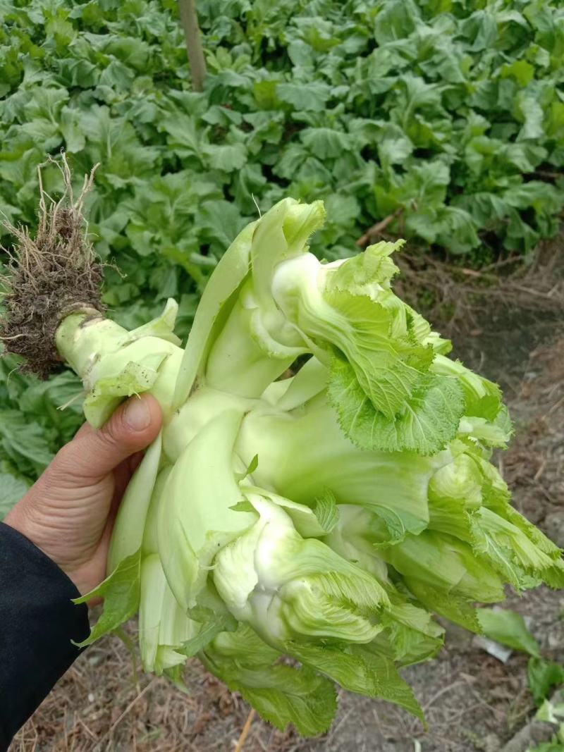 基地直供，乖娃娃，儿菜价格美丽，量大从优