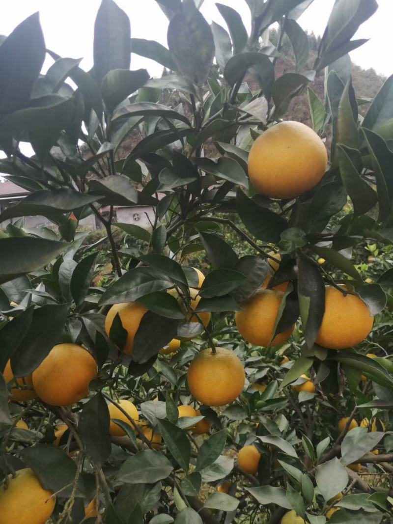 【麻阳冰糖橙】电商，批发市场，社区团购。没有中间商赚差价