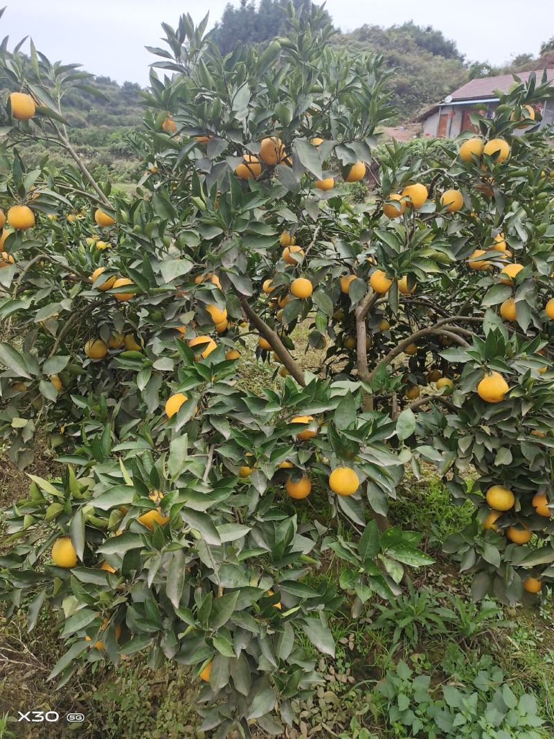 【麻阳冰糖橙】电商，批发市场，社区团购。没有中间商赚差价