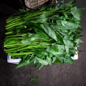 叶菜大叶空心菜粗梗
