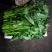 叶菜大叶空心菜粗梗