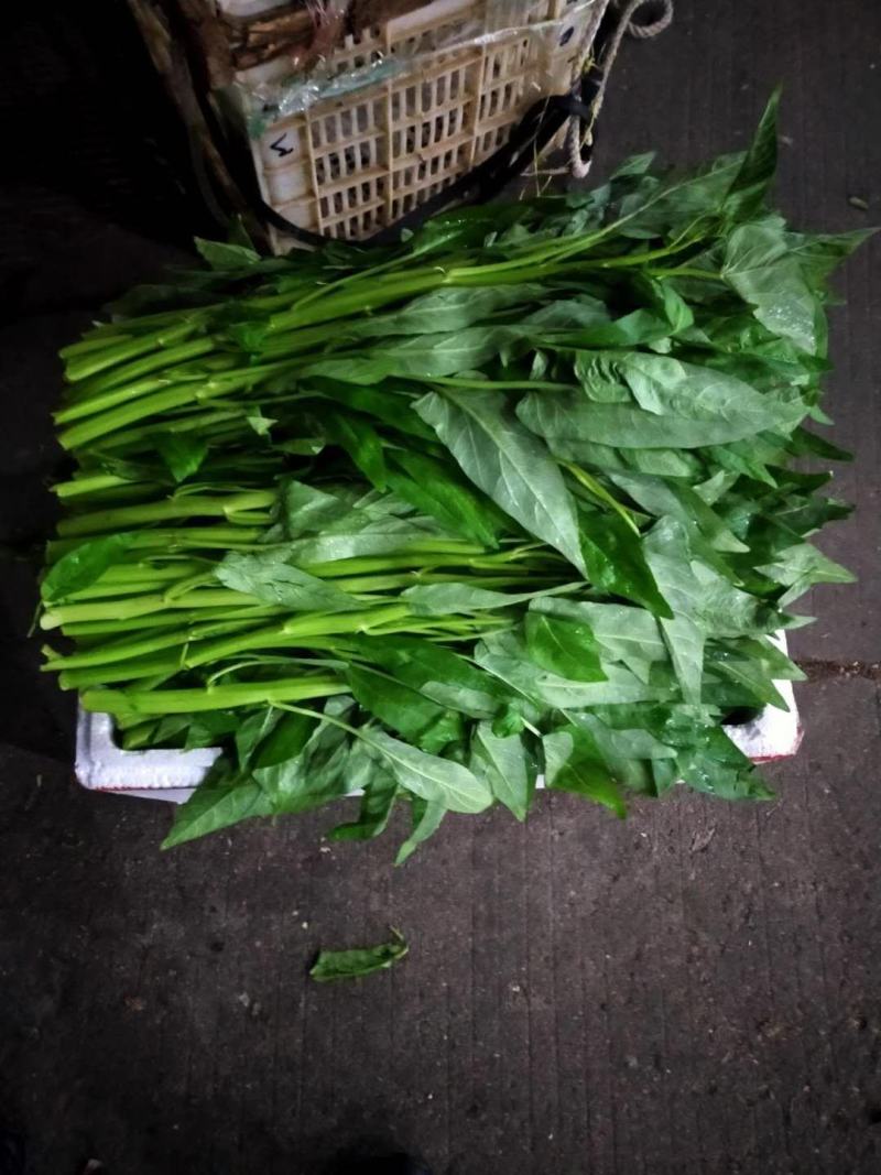 叶菜大叶空心菜粗梗