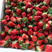 【新鲜】江苏草莓甜查理妙香【品种齐全】保质保量欢迎咨询