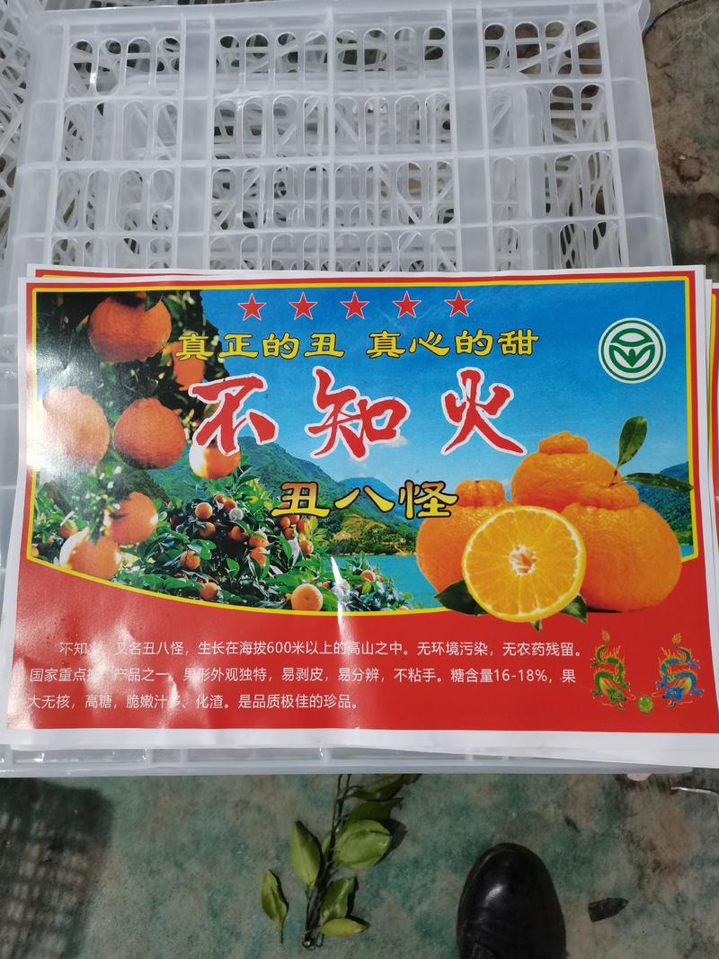 耙耙柑，丑橘/丑八怪/不知火柑桔/无核无渣/价位便宜