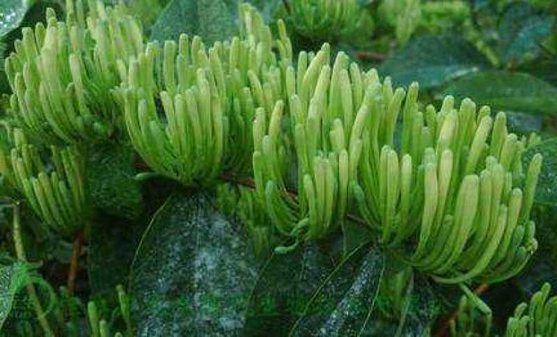 营养袋湘蕾金银花苗，适应四季种植，大大提高成活率