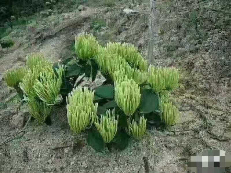 营养袋湘蕾金银花苗，适应四季种植，大大提高成活率