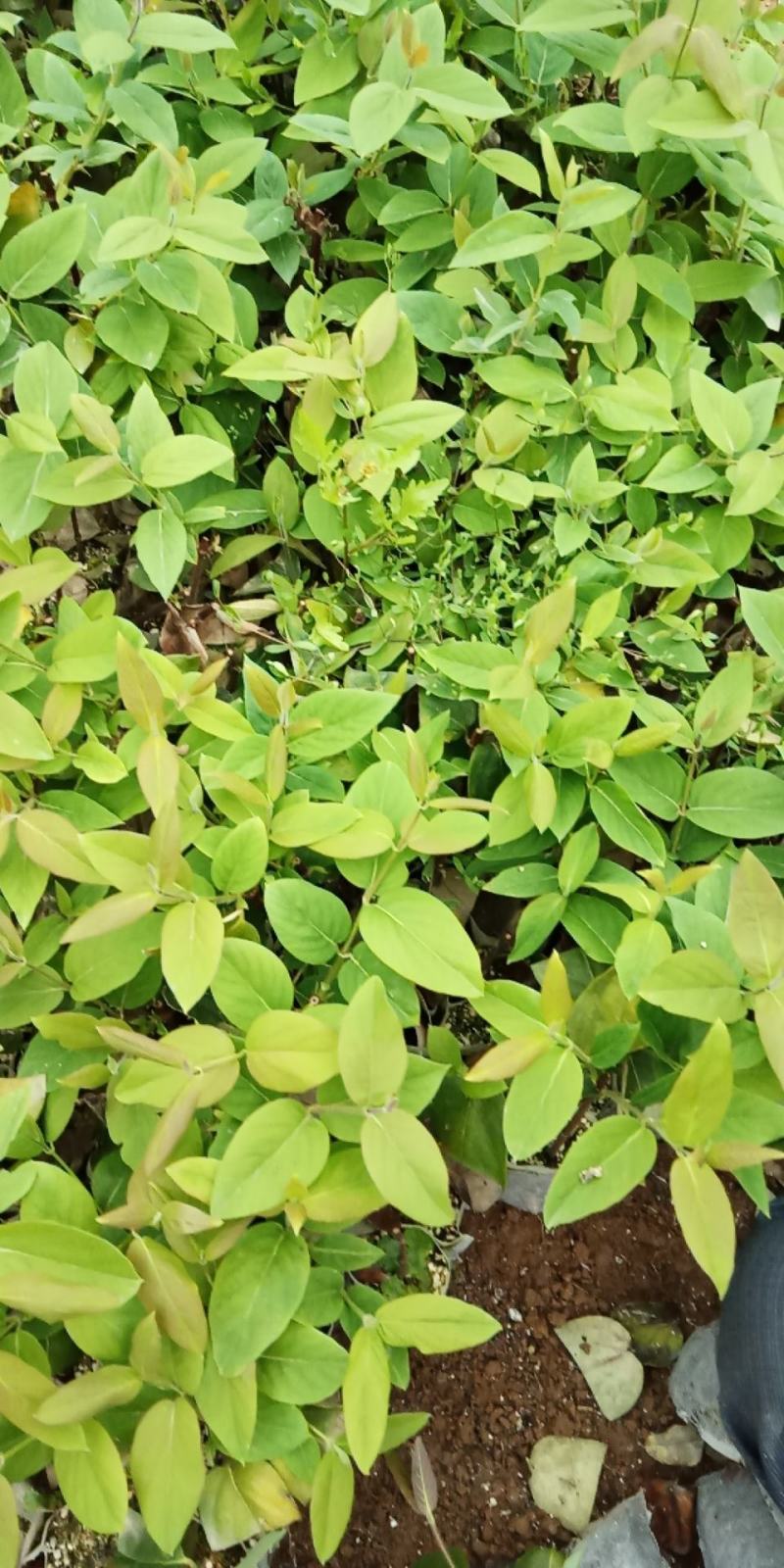 营养袋湘蕾金银花苗，适应四季种植，大大提高成活率