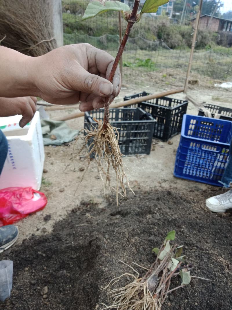 营养袋湘蕾金银花苗，适应四季种植，大大提高成活率