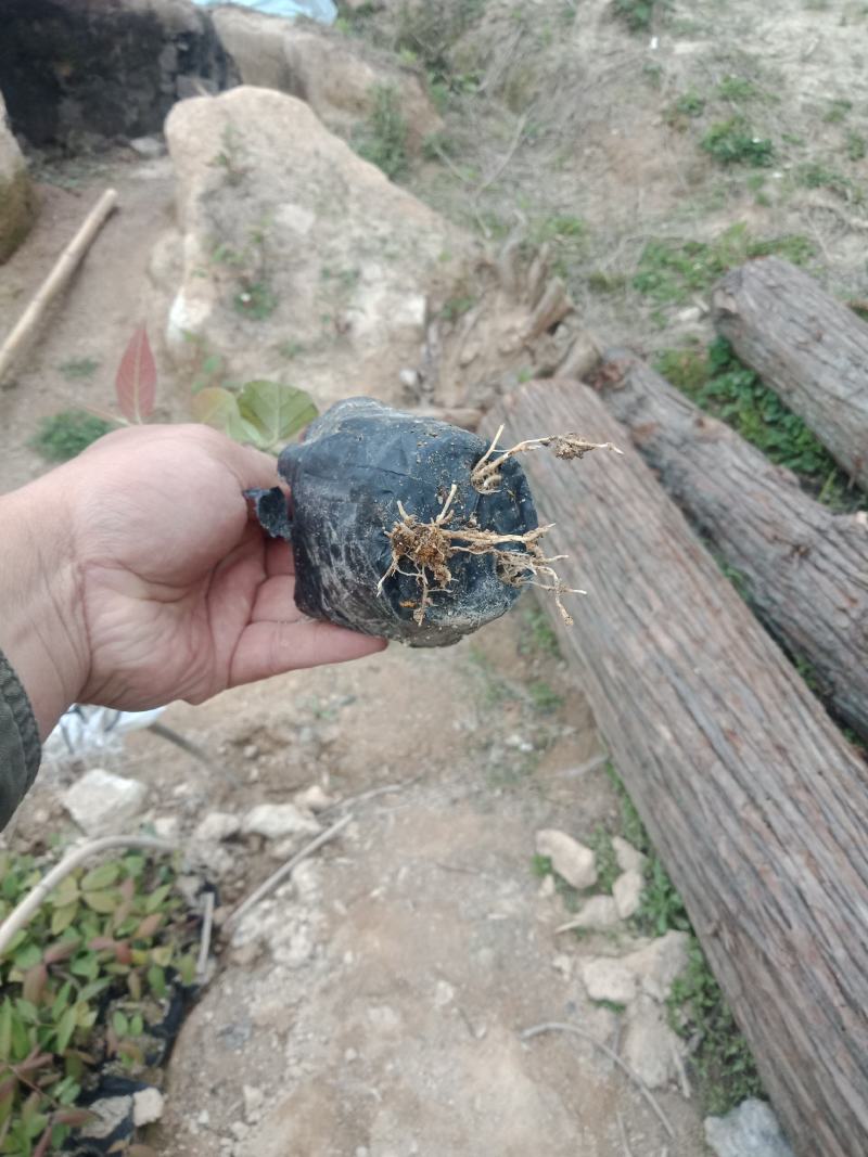 营养袋湘蕾金银花苗，适应四季种植，大大提高成活率