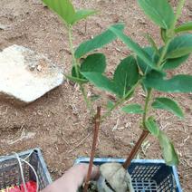 营养袋湘蕾金银花苗，适应四季种植，大大提高成活率