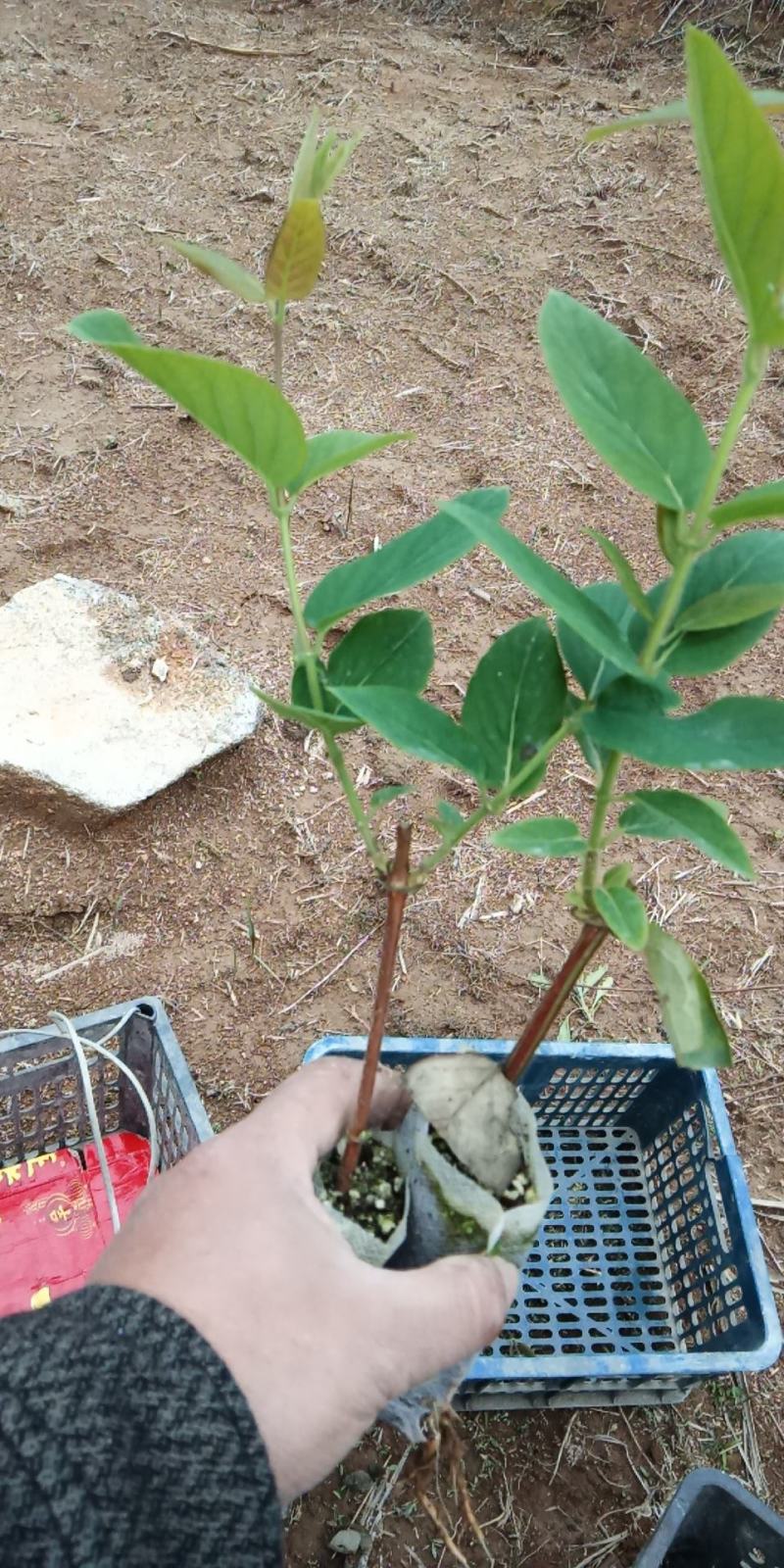 营养袋湘蕾金银花苗，适应四季种植，大大提高成活率