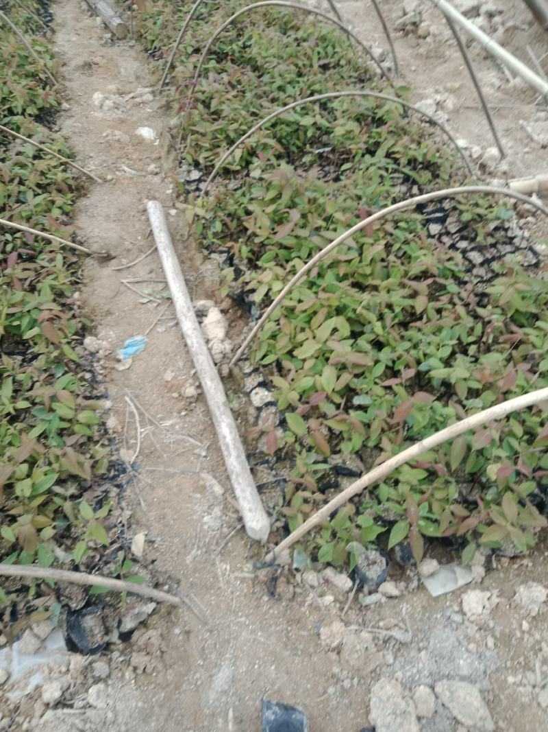 营养袋湘蕾金银花苗，适应四季种植，大大提高成活率
