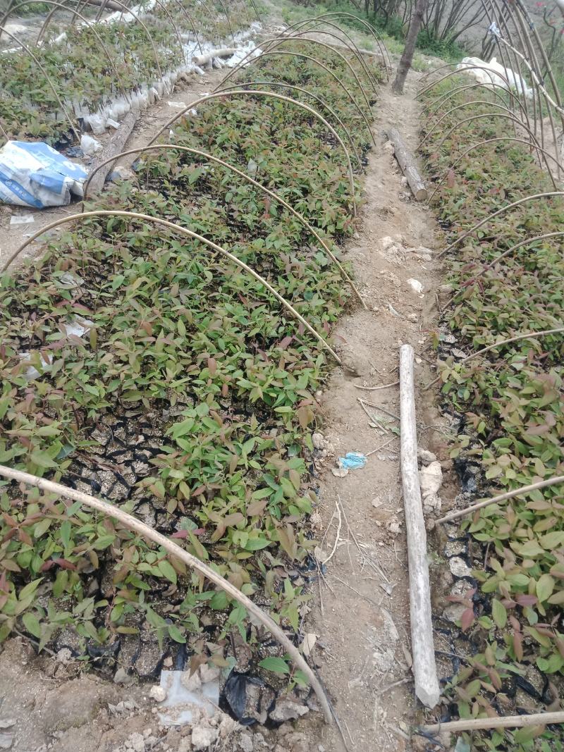 营养袋湘蕾金银花苗，适应四季种植，大大提高成活率