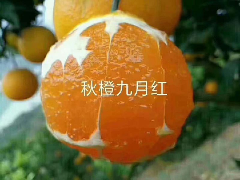 九月红脐橙大量走货皮薄肉厚汁甜现摘现发对接各种平台