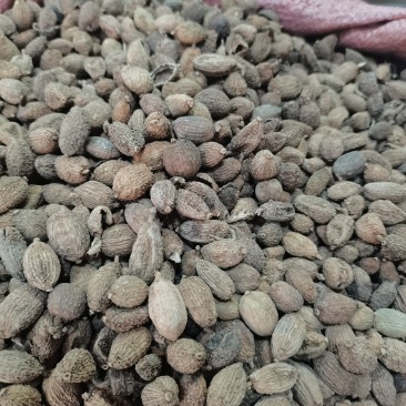 砂仁进口货，国产春砂仁，大量供应，批零兼营