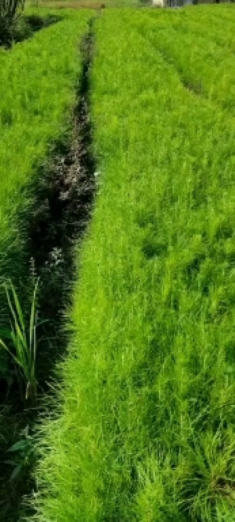 [湿地松]，湿地松杯苗，供应无纺布湿地松杯苗，欢迎联系