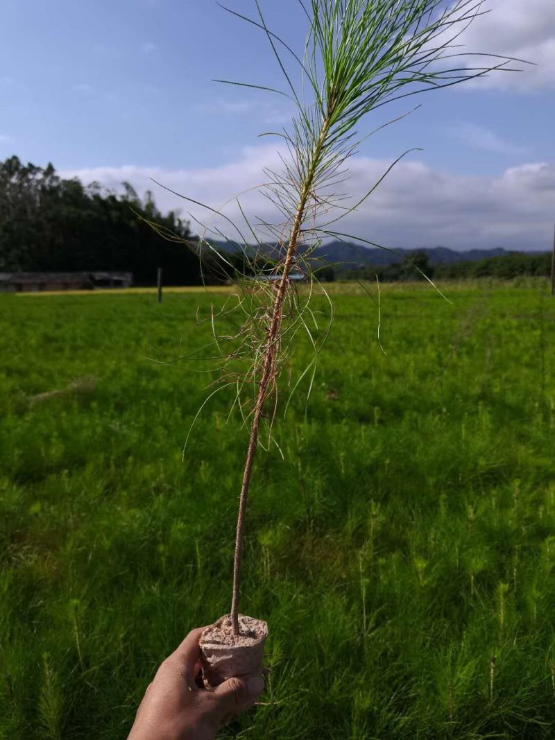 [湿地松]，湿地松杯苗，供应无纺布湿地松杯苗，欢迎联系