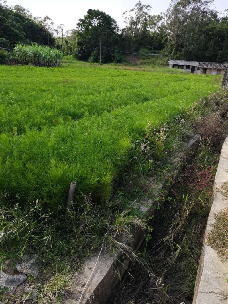 [湿地松]，湿地松杯苗，供应无纺布湿地松杯苗，欢迎联系
