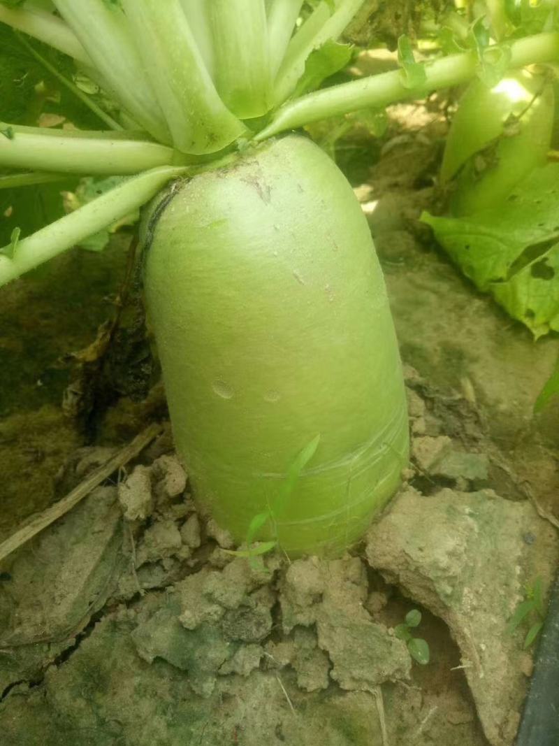 渭南大荔县萝卜青头白萝卜脆甜皮薄欢迎咨询采购