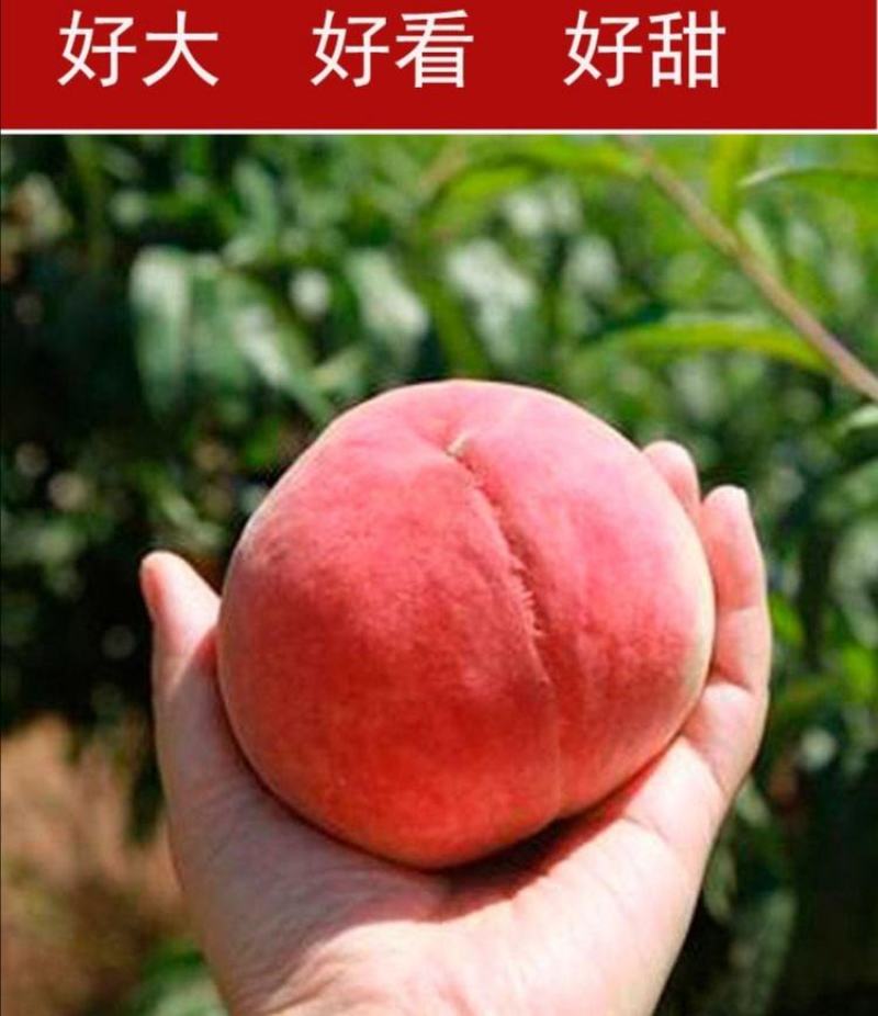 【火爆】中华桃王树苗5月中旬成熟大果800克甜掉牙