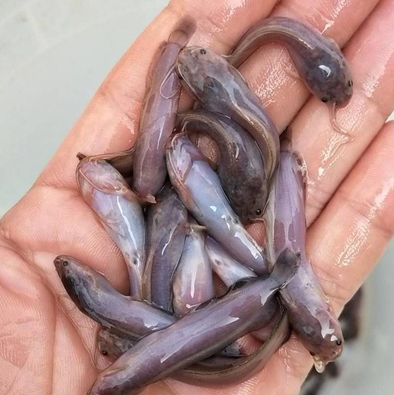 巜塘鲺》三黄塘角鱼苗，杂交快大良种，量大从优包送到鱼塘。
