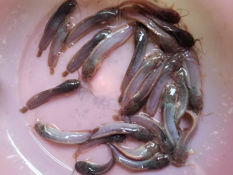 巜塘鲺》三黄塘角鱼苗，杂交快大良种，量大从优包送到鱼塘。