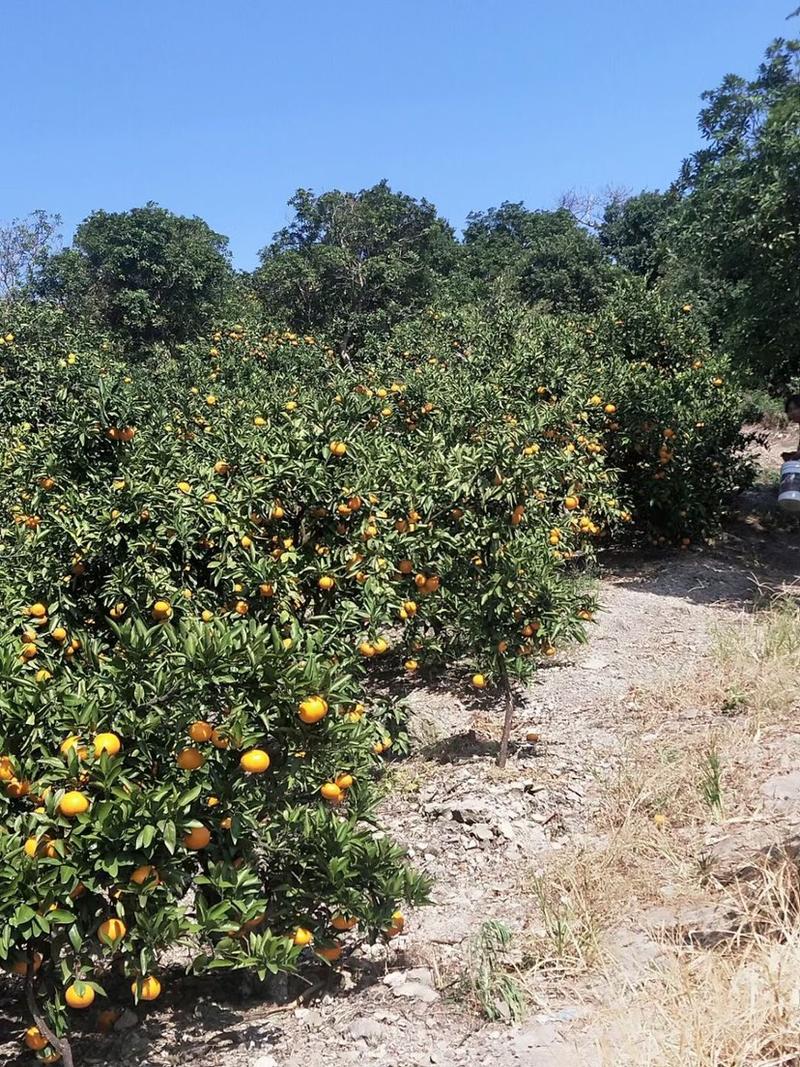 正宗涌泉蜜桔，皮薄多汁蜜甜无核柑橘早熟高山蜜橘代发自产自销