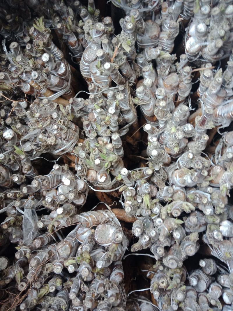 嫁接湘蕾金银花白头苗